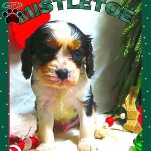 Mistletoe, Cavalier King Charles Spaniel Puppy